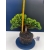 Żywe Drzewko Bonsai Jałowiec Rozesłany Procumbens 11-letni +GRATIS 535