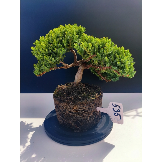 Żywe Drzewko Bonsai Jałowiec Rozesłany Procumbens 11-letni +GRATIS 535