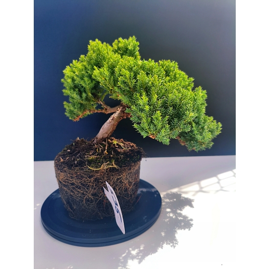 Żywe Drzewko Bonsai Jałowiec Rozesłany Procumbens 11-letni +GRATIS 535