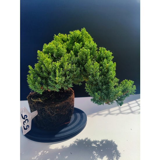 Żywe Drzewko Bonsai Jałowiec Rozesłany Procumbens 11-letni +GRATIS 535