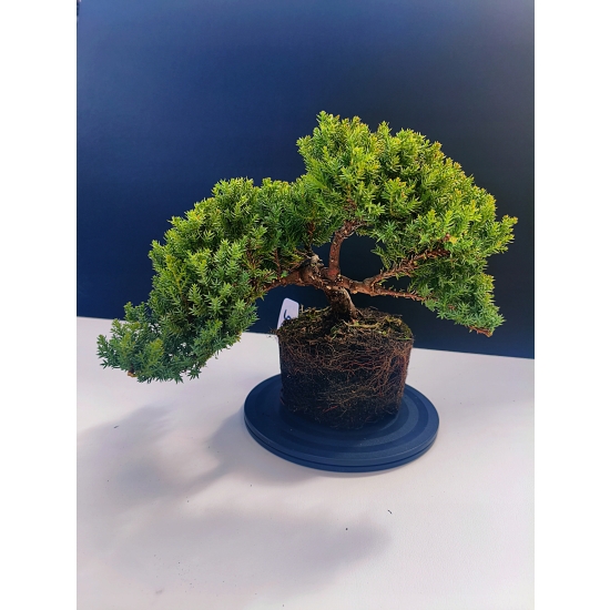 Żywe Drzewko Bonsai Jałowiec Rozesłany Procumbens 11-letni +GRATIS 535