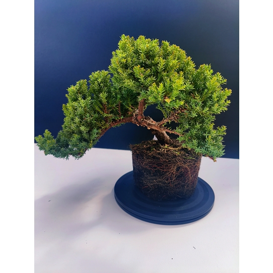 Żywe Drzewko Bonsai Jałowiec Rozesłany Procumbens 11-letni +GRATIS 535
