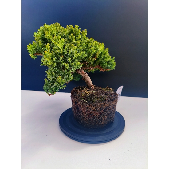 Żywe Drzewko Bonsai Jałowiec Rozesłany Procumbens 11-letni +GRATIS 535