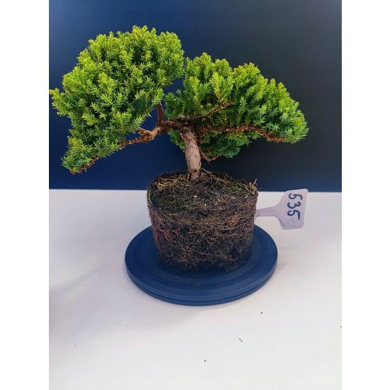 Żywe Drzewko Bonsai Jałowiec Rozesłany Procumbens 11-letni +GRATIS 535