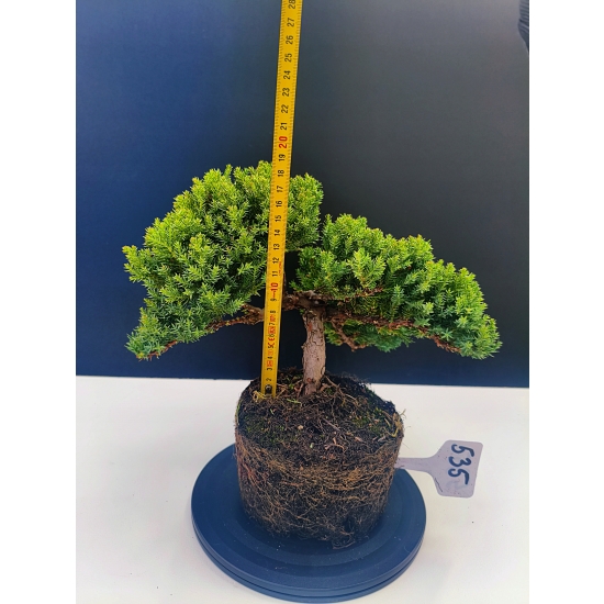 Żywe Drzewko Bonsai Jałowiec Rozesłany Procumbens 11-letni +GRATIS 535