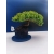 Żywe Drzewko Bonsai Jałowiec Rozesłany Procumbens 11-letni +GRATIS 531