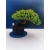 Żywe Drzewko Bonsai Jałowiec Rozesłany Procumbens 11-letni +GRATIS 531