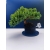 Żywe Drzewko Bonsai Jałowiec Rozesłany Procumbens 11-letni +GRATIS 531