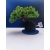 Żywe Drzewko Bonsai Jałowiec Rozesłany Procumbens 11-letni +GRATIS 531