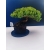 Żywe Drzewko Bonsai Jałowiec Rozesłany Procumbens 11-letni +GRATIS 531