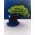 Żywe Drzewko Bonsai Jałowiec Rozesłany Procumbens 11-letni +GRATIS 531