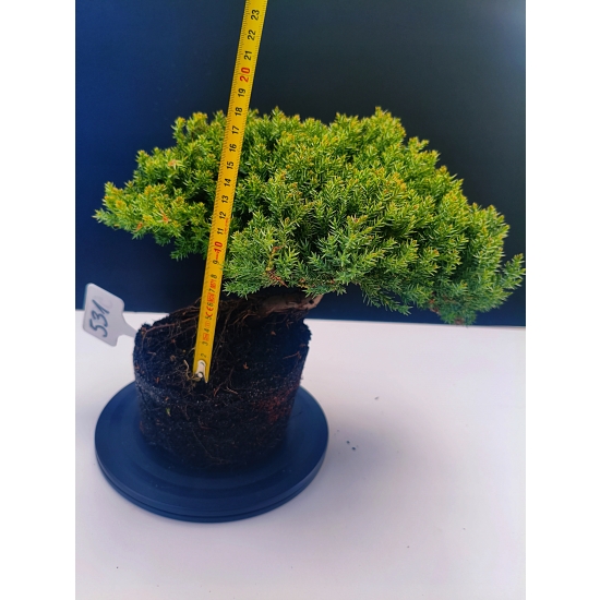Żywe Drzewko Bonsai Jałowiec Rozesłany Procumbens 11-letni +GRATIS 531
