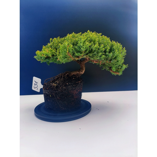 Żywe Drzewko Bonsai Jałowiec Rozesłany Procumbens 11-letni +GRATIS 531