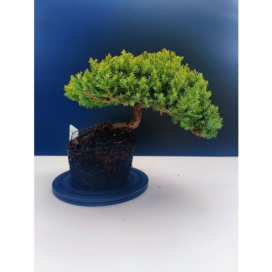 Żywe Drzewko Bonsai Jałowiec Rozesłany Procumbens 11-letni +GRATIS 531