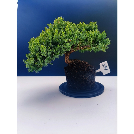 Żywe Drzewko Bonsai Jałowiec Rozesłany Procumbens 11-letni +GRATIS 531