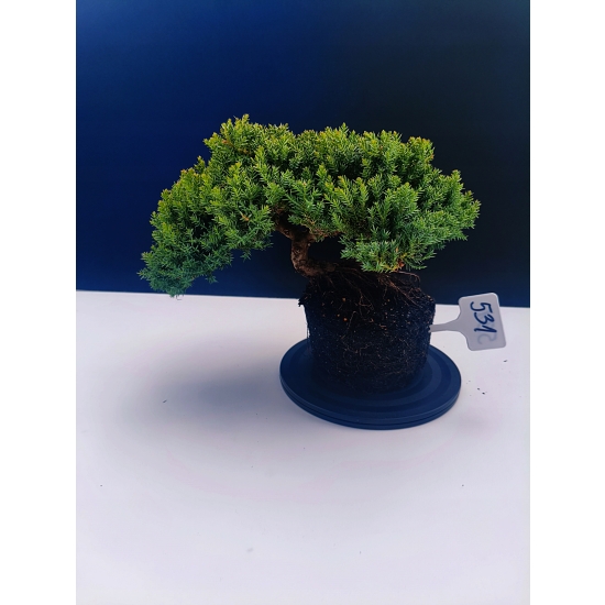 Żywe Drzewko Bonsai Jałowiec Rozesłany Procumbens 11-letni +GRATIS 531