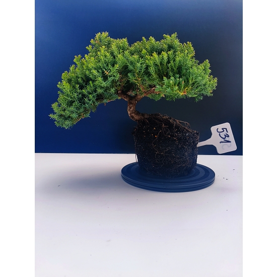 Żywe Drzewko Bonsai Jałowiec Rozesłany Procumbens 11-letni +GRATIS 531