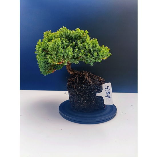 Żywe Drzewko Bonsai Jałowiec Rozesłany Procumbens 11-letni +GRATIS 531