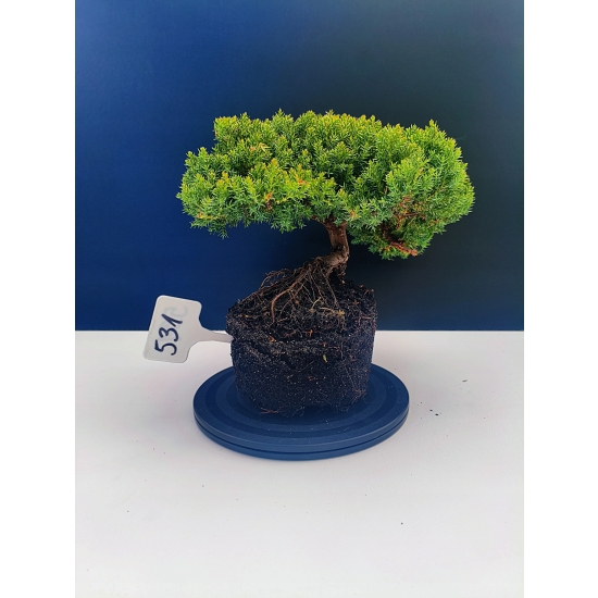 Żywe Drzewko Bonsai Jałowiec Rozesłany Procumbens 11-letni +GRATIS 531