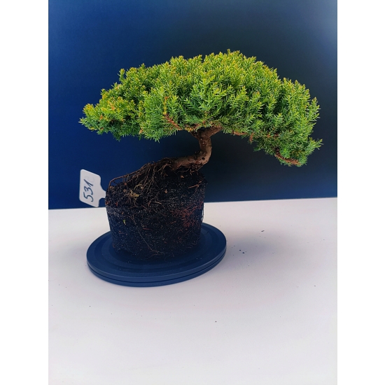 Żywe Drzewko Bonsai Jałowiec Rozesłany Procumbens 11-letni +GRATIS 531