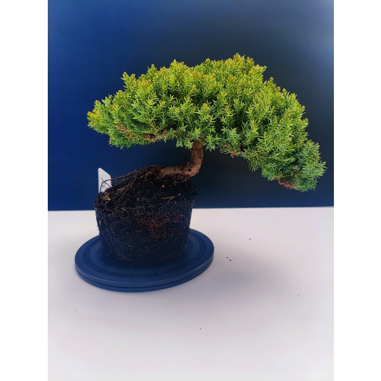 Żywe Drzewko Bonsai Jałowiec Rozesłany Procumbens 11-letni +GRATIS 531