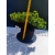 Żywe Drzewko Bonsai Jałowiec Rozesłany Procumbens 11-letni +GRATIS 530