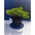 Żywe Drzewko Bonsai Jałowiec Rozesłany Procumbens 11-letni +GRATIS 530
