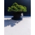 Żywe Drzewko Bonsai Jałowiec Rozesłany Procumbens 11-letni +GRATIS 530