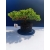 Żywe Drzewko Bonsai Jałowiec Rozesłany Procumbens 11-letni +GRATIS 530