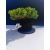 Żywe Drzewko Bonsai Jałowiec Rozesłany Procumbens 11-letni +GRATIS 530