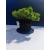 Żywe Drzewko Bonsai Jałowiec Rozesłany Procumbens 11-letni +GRATIS 530