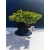 Żywe Drzewko Bonsai Jałowiec Rozesłany Procumbens 11-letni +GRATIS 530
