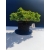 Żywe Drzewko Bonsai Jałowiec Rozesłany Procumbens 11-letni +GRATIS 530