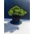 Żywe Drzewko Bonsai Jałowiec Rozesłany Procumbens 11-letni +GRATIS 530