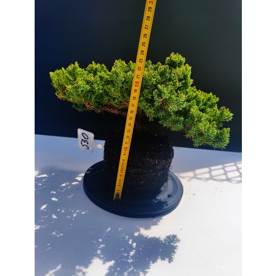 Żywe Drzewko Bonsai Jałowiec Rozesłany Procumbens 11-letni +GRATIS 530