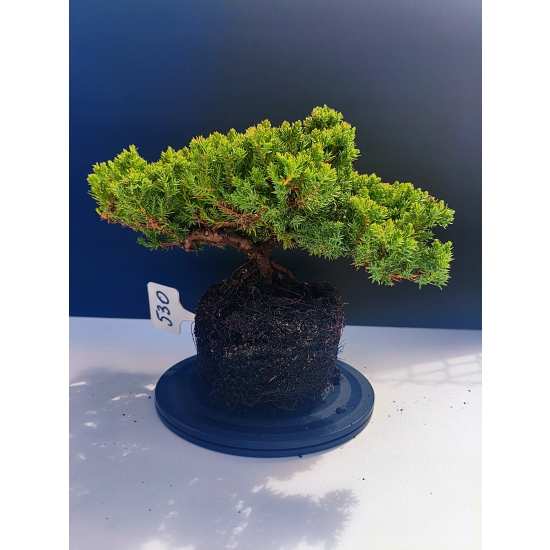Żywe Drzewko Bonsai Jałowiec Rozesłany Procumbens 11-letni +GRATIS 530