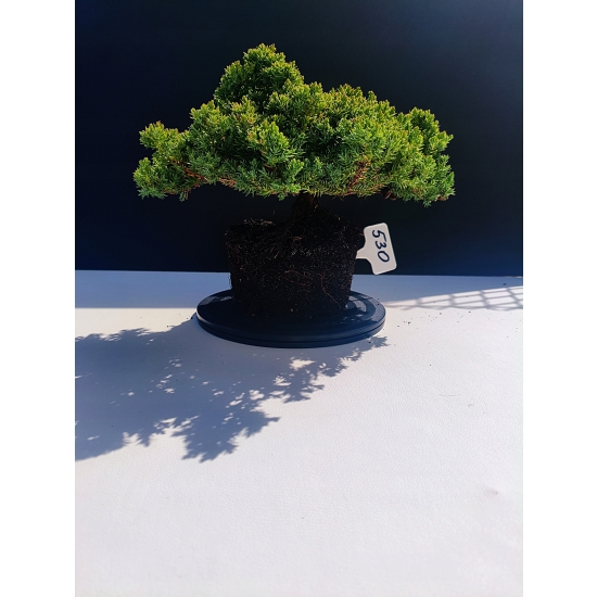 Żywe Drzewko Bonsai Jałowiec Rozesłany Procumbens 11-letni +GRATIS 530