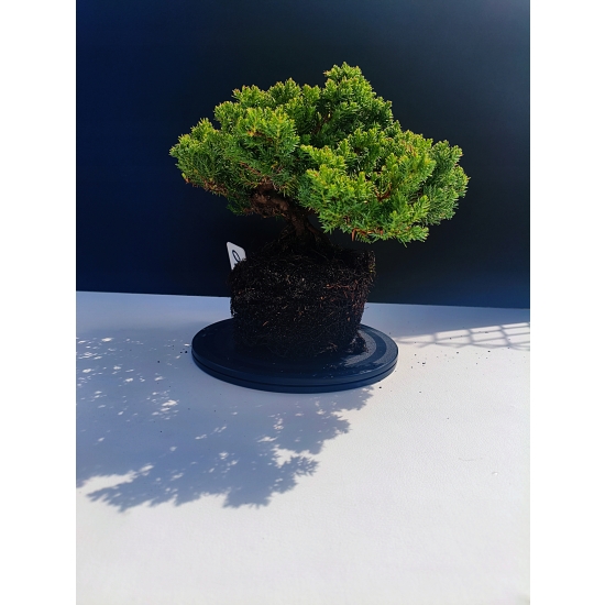Żywe Drzewko Bonsai Jałowiec Rozesłany Procumbens 11-letni +GRATIS 530