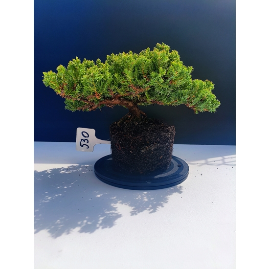 Żywe Drzewko Bonsai Jałowiec Rozesłany Procumbens 11-letni +GRATIS 530