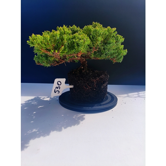 Żywe Drzewko Bonsai Jałowiec Rozesłany Procumbens 11-letni +GRATIS 530