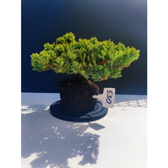 Żywe Drzewko Bonsai Jałowiec Rozesłany Procumbens 11-letni +GRATIS 530