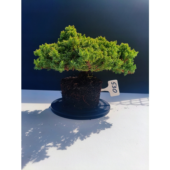 Żywe Drzewko Bonsai Jałowiec Rozesłany Procumbens 11-letni +GRATIS 530