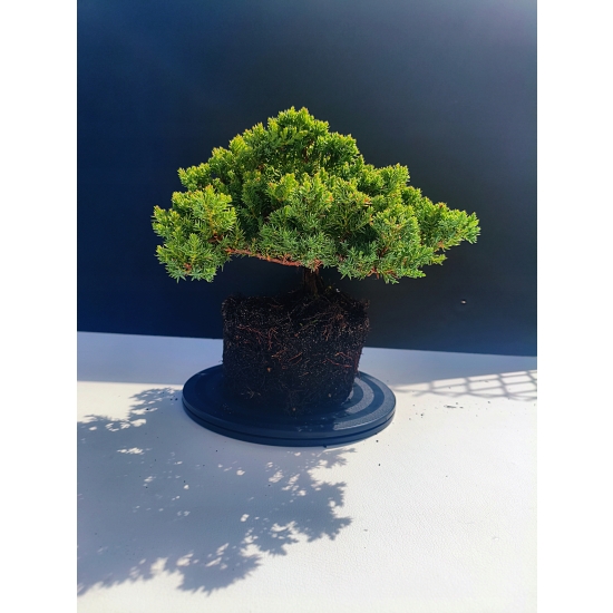 Żywe Drzewko Bonsai Jałowiec Rozesłany Procumbens 11-letni +GRATIS 530