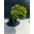 Żywe Drzewko Bonsai Jałowiec Rozesłany Procumbens 11-letni +GRATIS 524