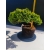 Żywe Drzewko Bonsai Jałowiec Rozesłany Procumbens 11-letni +GRATIS 524
