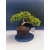 Żywe Drzewko Bonsai Jałowiec Rozesłany Procumbens 11-letni +GRATIS 524