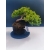 Żywe Drzewko Bonsai Jałowiec Rozesłany Procumbens 11-letni +GRATIS 524