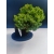 Żywe Drzewko Bonsai Jałowiec Rozesłany Procumbens 11-letni +GRATIS 524
