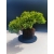 Żywe Drzewko Bonsai Jałowiec Rozesłany Procumbens 11-letni +GRATIS 524
