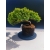 Żywe Drzewko Bonsai Jałowiec Rozesłany Procumbens 11-letni +GRATIS 524